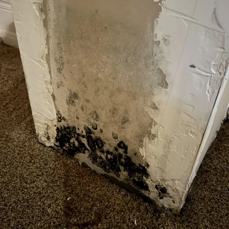 Professional Mold Removal in Gautier, MS
